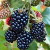 Саженец ежевики Джамбо (Jumbo): фото и описание