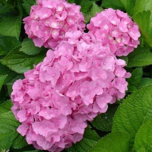 Гортензия Пинк Вондер (крупнолистная) (Pink Wonder)