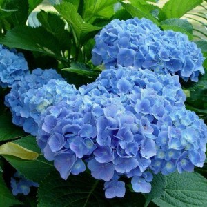Гортензия Клеопатра Блю (Cleopatra Blue) (крупнолистная)