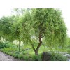 Саженец Ивы Матсуды (Salix matsudana): фото и описание