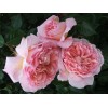 Саженец английской розы Абрахам Дерби (Abraham Darby): фото и описание