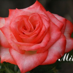 Роза Милва (Milva)