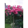 Саженец штамбовой розы Розариум Ютерзен (Rosarium Uetersen): фото и описание