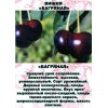 Саженец Вишни Багряная Средняя: фото и описание