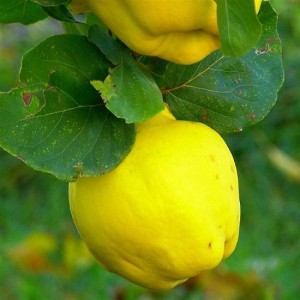 Айва грушевидная Урожайная Кубанская