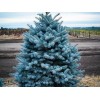 Саженец Ели колючая Глаука Мэджестик Блу (Glauca Majestic Blue) (саженец до 25 см): фото и описание