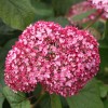 Саженец гортензии древовидной Мэджикал Пинкербелл (Magical Pinkerbell): фото и описание