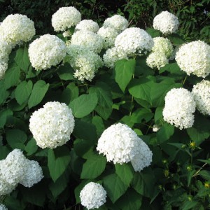 Гортензия Стерилис (Sterilis) (древовидная)