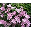Саженец клематиса Хегли Хайбрид (Hagley Hybrid): фото и описание