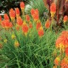 Саженец книфофии ягодной Оранж Бьюти (Orange Beauty): фото и описание