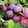Саженцы Алычи Путешественница (Средняя/Красная) - 5 шт.: фото и описание