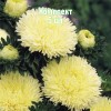 Саженцы Астры Хризантелла Лимончелло (Chrysantella Limoncello) - 5 шт.: фото и описание
