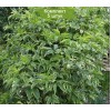 Саженцы бузины чёрной Вариегата (Variegata) - 5 шт.: фото и описание
