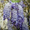 Саженцы глицинии (вистерии) Блю Мун (Blue Moon) - 5 шт.: фото и описание