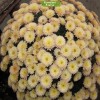 Саженцы хризантемы мультифлора Домино Голд (Бледно-желтая) - 5 шт.: фото и описание