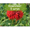 Саженцы крупноцветковой хризантемы Валентина Терешкова (Красно-малиновая) - 5 шт.: фото и описание