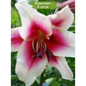 Комплект 5шт / Лилия Гарден Плежер (Garden Pleasure) — ОТ-гибрид (Садовое удовольствие)