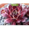 Саженцы молодило Мраморное - 5 шт.: фото и описание