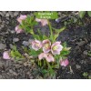 Саженцы морозника Дабл Эллен Пинк (Double Ellen Pink) - 5 шт.: фото и описание