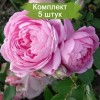Саженцы чайно-гибридной розы Аленушка (Alenushka) - 5 шт.: фото и описание