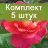 Саженцы парковой розы Декор Арлекин (Decor Arlequin) - 5 шт.: фото и описание