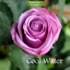 Саженцы чайно-гибридной розы Кул Вотер (Cool Water) - 5 шт.: фото и описание