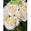Саженцы кустовой розы Снежная королева - 5 шт.: фото и описание