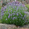 Саженец лаванды Дварф блю (Dwarf Blue): фото и описание
