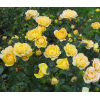 Саженец розы почвопокровной Еллоу Фейри (Yellow Fairy): фото и описание