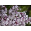 Сеянец сирени Анабель (Anabel): фото и описание
