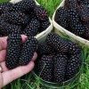 Саженец шелковицы Черный принц: фото и описание