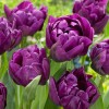 Луковица тюльпана Негрита Дабл (Negrita Double): фото и описание