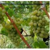 Саженец Винограда Бианка (Bianca): фото и описание