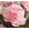 Саженец пиона Эденс перфьюм (Eden's perfume): фото и описание